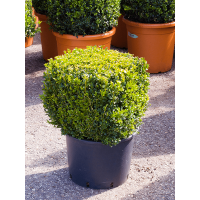 Растение горшечное Самшит/Buxus sempervirens