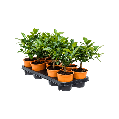 Растение горшечное Цитрофортунелла/Citrus calamondin 9/tray