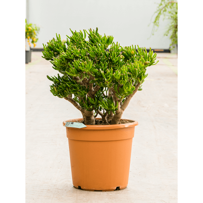 Растение горшечное Крассула/Crassula ovata 'Hobbit'