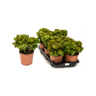 Растение горшечное Крассула/Crassula ovata 6/tray