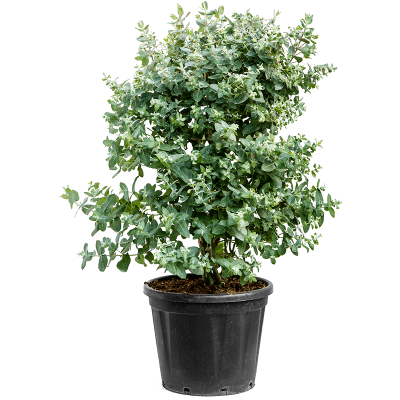 Растение горшечное Эвкалипт/Eucalyptus globulus