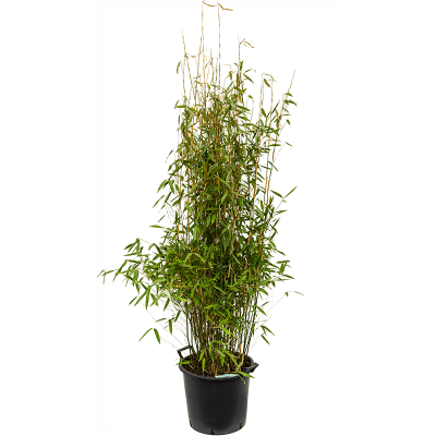 Растение горшечное Фаргезия/Fargesia murieliae 'Jumbo'