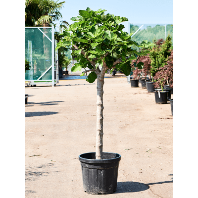 Растение горшечное Фикус/Ficus carica (160-180)