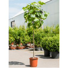 Ficus carica 'Variegata'