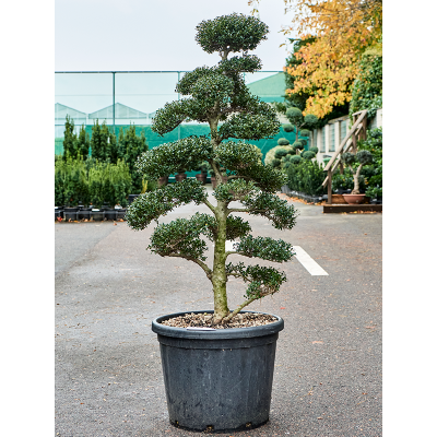 Растение горшечное Падуб городчатый/Ilex crenata 'Kinme'