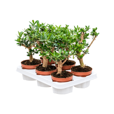 Растение горшечное Олива/Olea europaea 6/tray