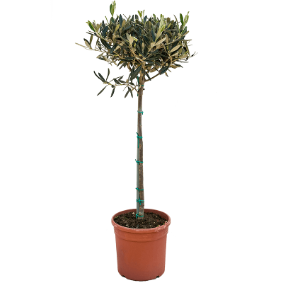 Растение горшечное Олива/Olea europaea