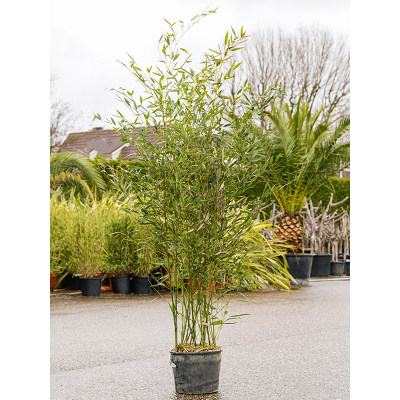 Растение горшечное Бамбук/Phyllostachys bissetii