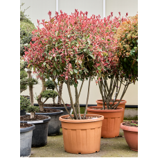 Photinia x fraseri 'Pink Marble' (200-220)