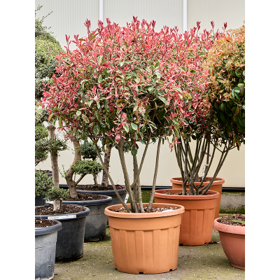 Растение горшечное Фотиния/Photinia x fraseri 'Pink Marble' (200-220)