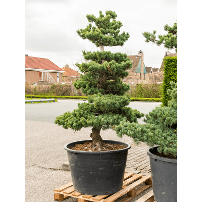 Растение горшечное Сосна/Pinus parviflora
