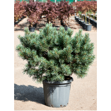 Pinus sylvestris 'Watereri Nana' (80-90)