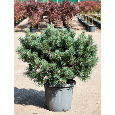 Растение горшечное Смолосемянник/Pinus sylvestris 'Watereri Nana' (80-90)