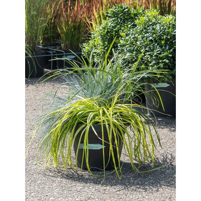 Растение горшечное Декоративные травы/Plant arrangement siergrassen ornamental grasses