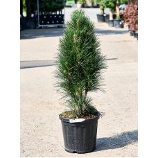 Pinus nigra 'Green Tower'