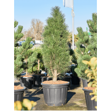 Pinus nigra 'Green Tower'