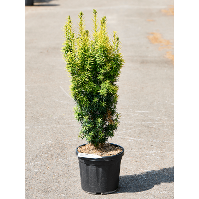 Растение горшечное Тис/Taxus baccata 'Fastigiata David'