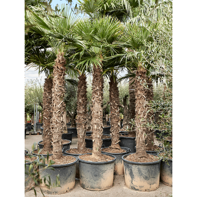Растение горшечное Трахикарпус/Trachycarpus fortunei (340-360)