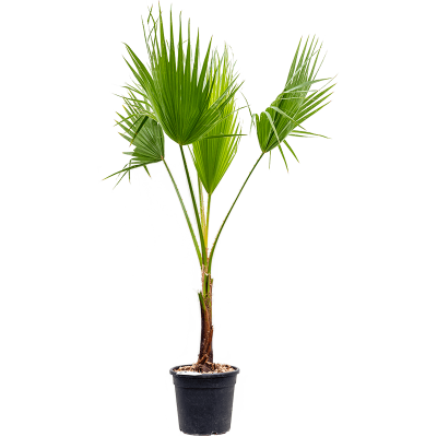 Растение горшечное Вашингтония/Washingtonia robusta