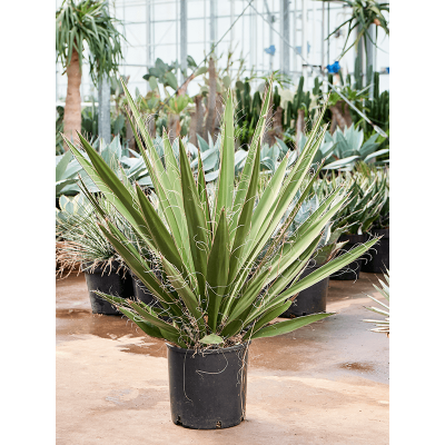 Растение горшечное Юкка/Yucca carnerosana