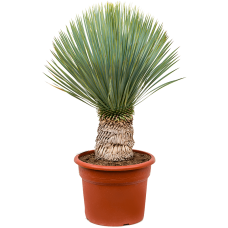 Yucca rostrata (100-140)