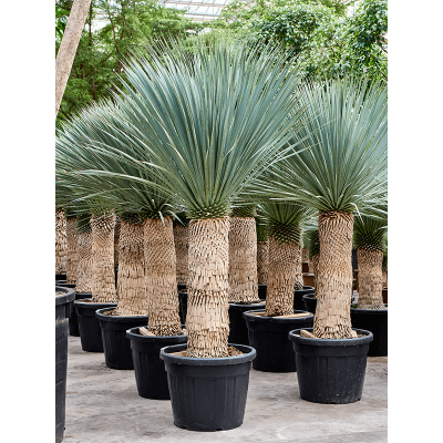 Растение горшечное Юкка/Yucca rostrata (190-230)