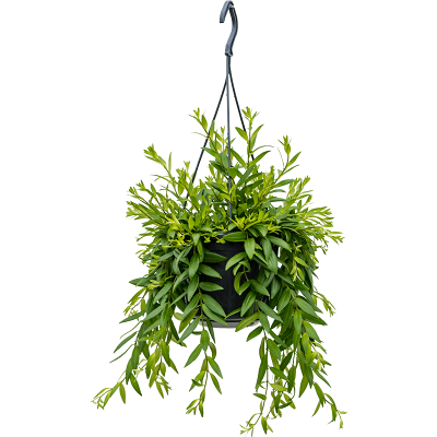 Растение горшечное Эсхинантус/Aeschynanthus 'Japhrolepis'