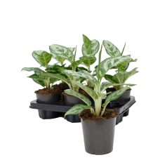 Aglaonema 'Amazon Silver' 6/tray