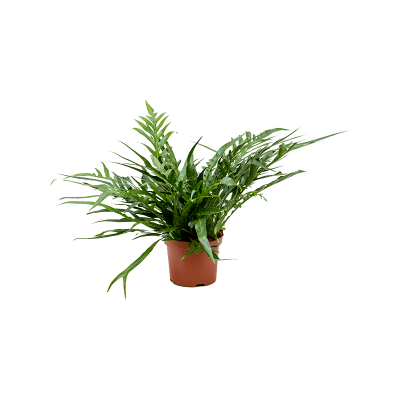 Растение горшечное Аглаоморфа/Aglaomorpha 'Jim'