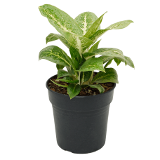 Aglaonema 'Lemon Mint'