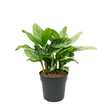 Aglaonema 'Stripes'