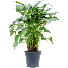 Alocasia cucullata