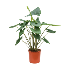 Alocasia zebrina