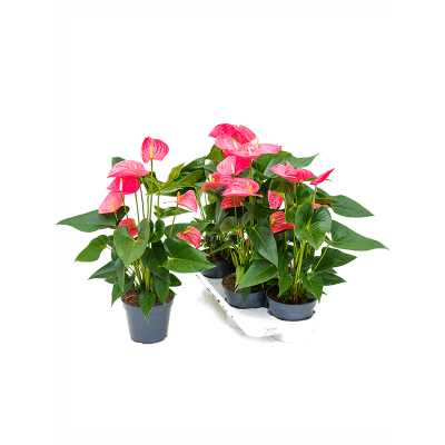 Растение горшечное Антуриум/Anthurium andraeanum 'Maine' 4/tray