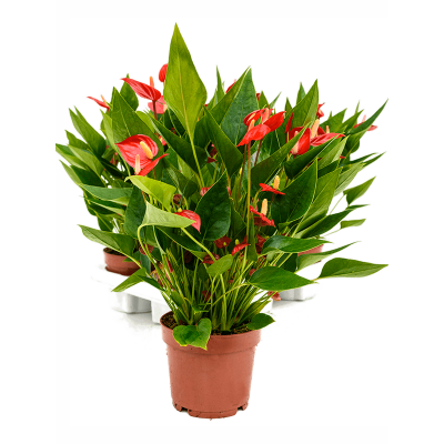 Растение горшечное Антуриум/Anthurium andraeanum 'Million Flower' 6/tray