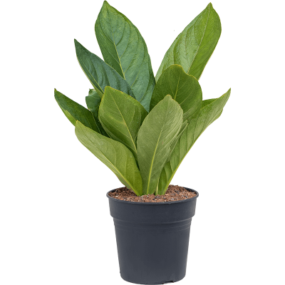 Растение горшечное Антуриум/Anthurium jungle hybride