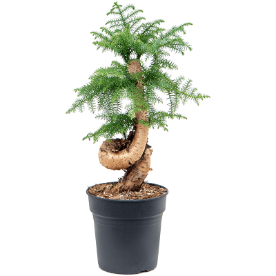 Растение горшечное Араукария/Araucaria cunninghamii