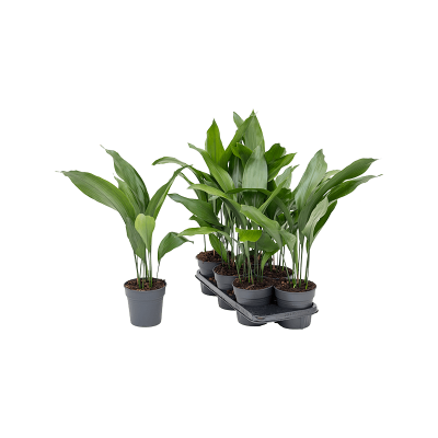 Растение горшечное Аспидистра/Aspidistra elatior