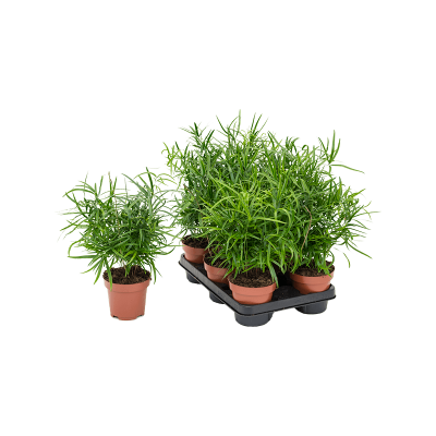 Растение горшечное Аспарагус/Asparagus falcatus 8/tray