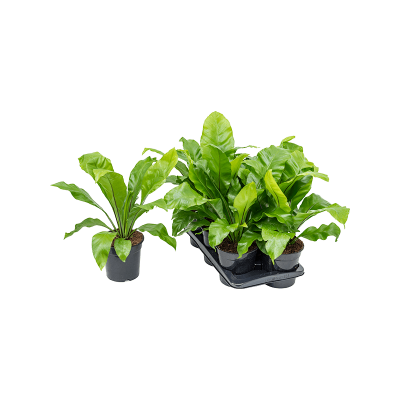 Растение горшечное Асплениум/Asplenium nidus 6/tray