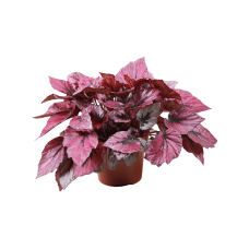 Begonia 'Indian Summer' 6/tray