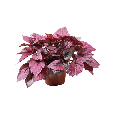 Растение горшечное Бегония/Begonia 'Indian Summer' 6/tray