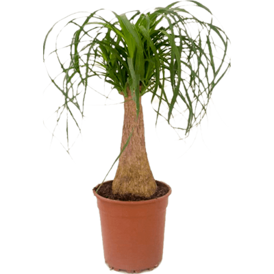 Растение горшечное Бокарнея/Beaucarnea recurvata
