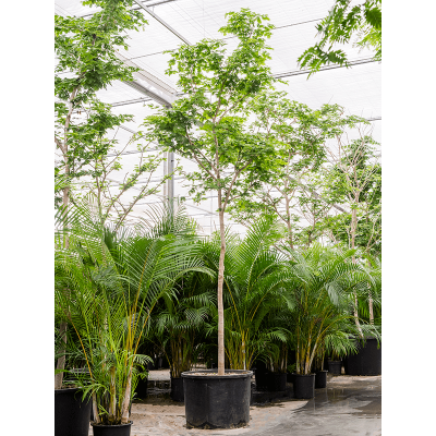 Растение горшечное Булнезия/Bulnesia arborea (425-475)