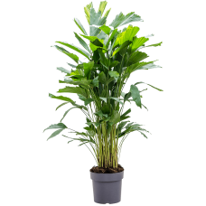 Caryota mitis