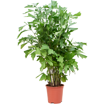 Растение горшечное Кариота/Caryota mitis (130-170)