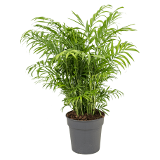 Chamaedorea elegans