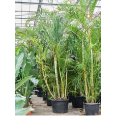 Dypsis (Areca) lutescens