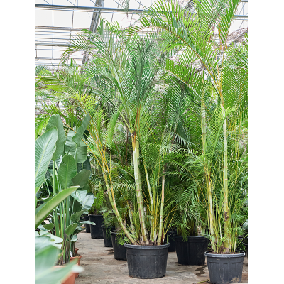 Растение горшечное Дипсис/Dypsis (Areca) lutescens