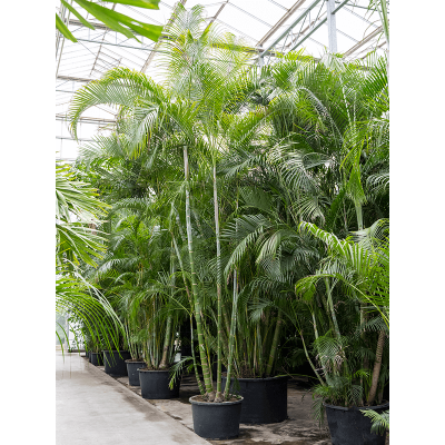 Растение горшечное Дипсис/Dypsis (Areca) lutescens